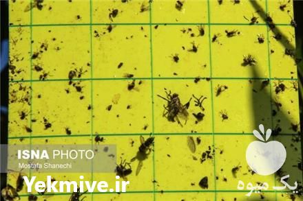 فروش چسب زرد حشرات در قزوین در گروه خرید فروش لوازم باغبانی - خرید فروش نو دست دوم در یکمیوه -عکس1