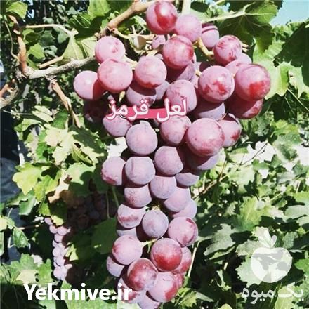 فروش نهال انگور لعل قرمز در شاهرود در گروه خرید فروش نهال - انواع گردو پسته بادام سلطانی انگور در یکمیوه -عکس1