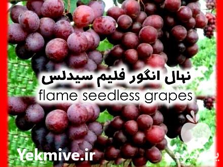 فروش نهال گلدانی انگور فلیم سیدلس در شاهرود در گروه خرید فروش نهال - انواع گردو پسته بادام سلطانی انگور در یکمیوه -عکس1