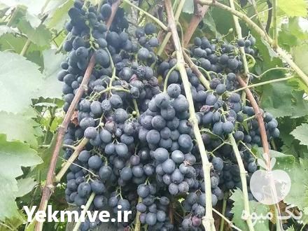 فروش نهال گلدانی انگور ارمنی سیاه در شاهرود در گروه خرید فروش نهال - انواع گردو پسته بادام سلطانی انگور در یکمیوه -عکس1