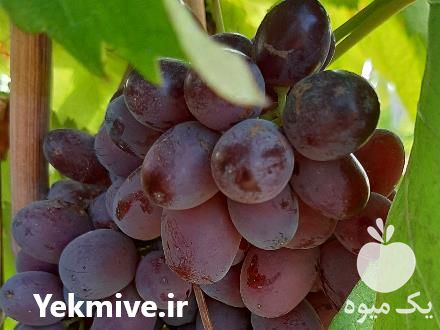پیش فروش نهال انگور در شاهرود در گروه خرید فروش نهال - انواع گردو پسته بادام سلطانی انگور در یکمیوه -عکس1