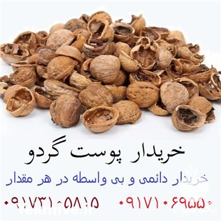 خریدار پوست گردو و پوست پسته در هر تناژ در شیراز در گروه پسته - کوهی شامی خام اکبری تازه کله قوچی در یکمیوه -عکس1