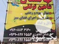 فروش انواع نهال اصلاح شده میوه و زینتی در تهران در گروه خرید فروش نهال - انواع گردو پسته بادام سلطانی انگور در یکمیوه -عکس1