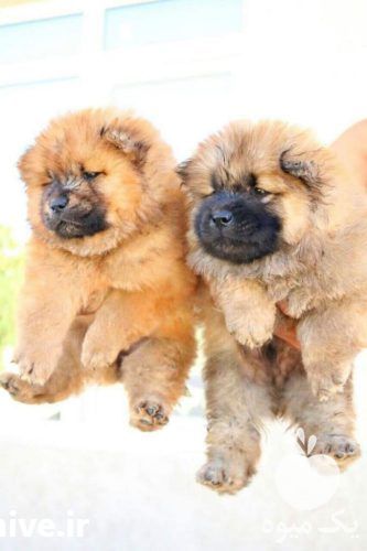 فروش سگ چاو چاو بالغ و توله در البرز در گروه سگ و گربه _ نگهبان هاسکی ژرمن دوبرمن سرابی در یکمیوه -عکس1