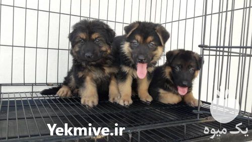 فروش ژرمن شولاین اصیل در تهران در گروه سگ و گربه _ نگهبان هاسکی ژرمن دوبرمن سرابی در یکمیوه -عکس1