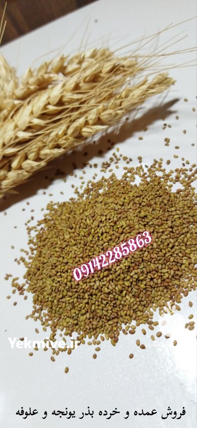 خرید و فروش انواع بذر یونجه در تبریز در گروه خرید فروش بذر - انواع محصول کشاورزی گوجه کتان میوه درخت در یکمیوه -عکس3