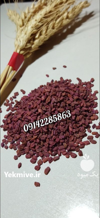 فروش بذر یونجه پایه بلند در سنندج در گروه خرید فروش بذر - انواع محصول کشاورزی گوجه کتان میوه درخت در یکمیوه -عکس4