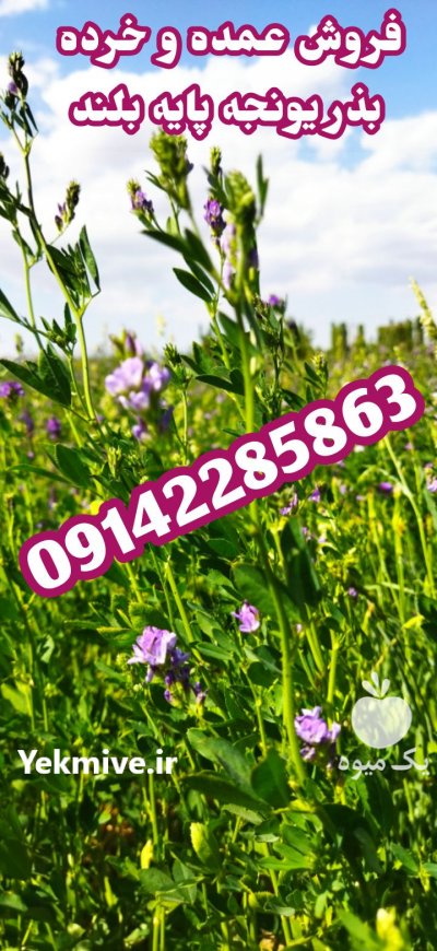 فروش بذر یونجه پایه بلند در سنندج در گروه خرید فروش بذر - انواع محصول کشاورزی گوجه کتان میوه درخت در یکمیوه -عکس5