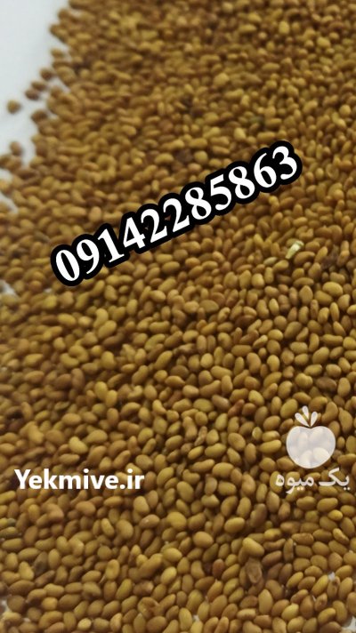 فروش بذر یونجه پایه بلند در سنندج در گروه خرید فروش بذر - انواع محصول کشاورزی گوجه کتان میوه درخت در یکمیوه -عکس6