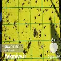 فروش چسب زرد حشرات در قزوین در گروه خرید فروش لوازم باغبانی - خرید فروش نو دست دوم در یکمیوه