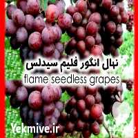 فروش نهال گلدانی انگور فلیم سیدلس در شاهرود در گروه خرید فروش نهال - انواع گردو پسته بادام سلطانی انگور در یکمیوه