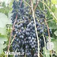 فروش نهال گلدانی انگور ارمنی سیاه در شاهرود در گروه خرید فروش نهال - انواع گردو پسته بادام سلطانی انگور در یکمیوه