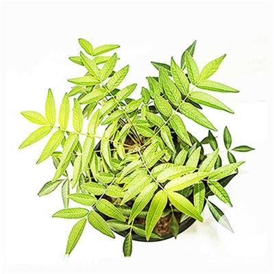 فروش نهال پسته هیبریدی آمر در سمنان در گروه خرید فروش نهال - انواع گردو پسته بادام سلطانی انگور در یکمیوه -عکس1