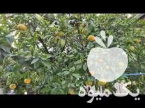 فروش نارنگی و پرتقال خونی در بهشهر در گروه خرید فروش عمده پرتقال - پرتقال رسمی تامسون خونی جنوب در یکمیوه -عکس1
