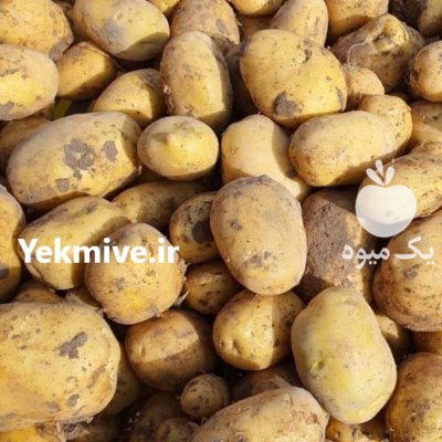 فروش سیب زمینی بذری و خوراکی در بهار  در گروه خرید فروش عمده سیب زمینی - زودرس دیررس آگریا اسپریت اردبیل همدان در یکمیوه -عکس2
