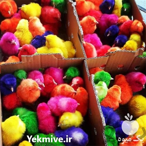 فروش جوجه رنگی در تهران در گروه مرغ و خروس و بوقلمون و اردک قو قاز در یکمیوه -عکس1