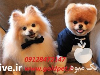 انجام آرایش و شستشو سگ و گربه در تهران در گروه سگ و گربه _ نگهبان هاسکی ژرمن دوبرمن سرابی در یکمیوه -عکس1