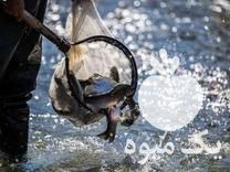 فروش ماهی قزل‌آلا در زنجان در گروه ماهی قزل آلا - سالمون خال قرمز خرید و فروش دریا پرورشی در یکمیوه -عکس1