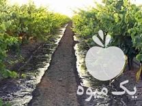 آغاز فروش نهال انگور و درختان مثمر و غیرمثمر در قزوین در گروه خرید فروش نهال - انواع گردو پسته بادام سلطانی انگور در یکمیوه -عکس1