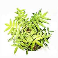 فروش نهال پسته هیبریدی آمر در سمنان در گروه خرید فروش نهال - انواع گردو پسته بادام سلطانی انگور در یکمیوه