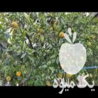 فروش نارنگی و پرتقال خونی در بهشهر در گروه خرید فروش عمده پرتقال - پرتقال رسمی تامسون خونی جنوب در یکمیوه
