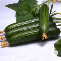 فروش بذر خیار گلخانه ایی سالار در زنجان در گروه خرید فروش بذر - انواع محصول کشاورزی گوجه کتان میوه درخت در یکمیوه