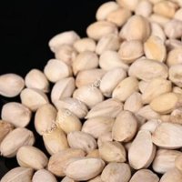 خرید پسته روابی و کلو در سیرجان در گروه پسته - کوهی شامی خام اکبری تازه کله قوچی در یکمیوه