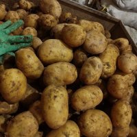 فروش سیب زمینی بذری و خوراکی در بهار  در گروه خرید فروش عمده سیب زمینی - زودرس دیررس آگریا اسپریت اردبیل همدان در یکمیوه