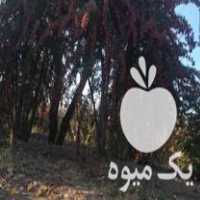 فروش ویژه نهال زرشک درجه یک در بیرجند در گروه خرید فروش نهال - انواع گردو پسته بادام سلطانی انگور در یکمیوه