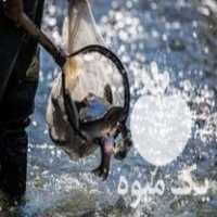 فروش ماهی قزل‌آلا در زنجان در گروه ماهی قزل آلا - سالمون خال قرمز خرید و فروش دریا پرورشی در یکمیوه