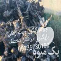 فروش چوب انگور جهت زغال در کاشمر در گروه خرید فروش عمده چوب- زغال چوب گردو تبریزی خام در یکمیوه