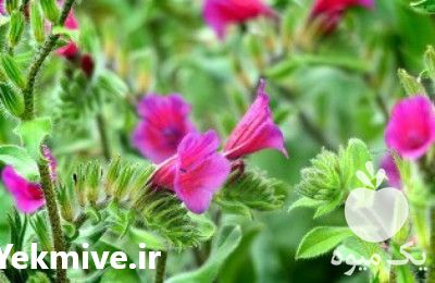 فروش گل گاوزبان ایرانی در تهران در گروه خرید فروش عمده گیاهان دارویی - معطر خشک خواص دار در یکمیوه -عکس1