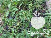فروش نهال گلدونی انار ملس ممتاز در بهشهر در گروه خرید فروش نهال - انواع گردو پسته بادام سلطانی انگور در یکمیوه -عکس1