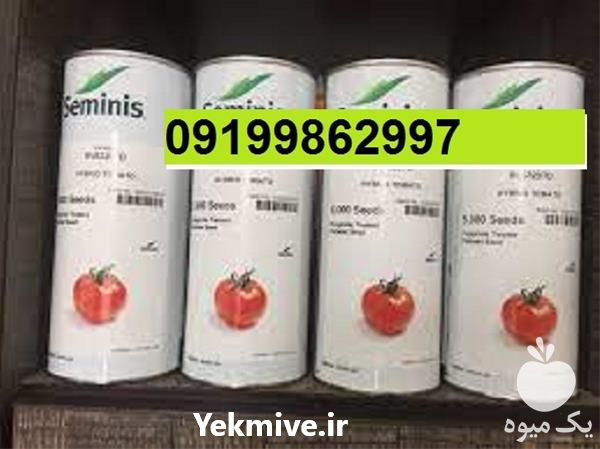 فروش بذر گوجه فرنگی هیبرید 8320 با کیفیت در یزد در گروه خرید فروش بذر - انواع محصول کشاورزی گوجه کتان میوه درخت در یکمیوه -عکس1