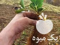 فروش نشا توت فرنگی گلدانی و ریشه لخت در مریوان در گروه خرید فروش نشا - انواع گوجه برنج کاهو پیاز کاری فرنگی در یکمیوه -عکس1