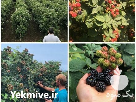 پیش فروش محصول تمشک در رامسر در گروه خرید فروش عمده ازگیل و تمشک و زرشک - ژاپنی فروش مستقیم در یکمیوه -عکس1