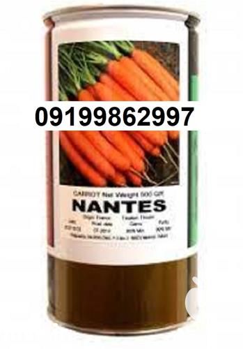 فروش بذر هویج نانتس در بوشهر در گروه خرید فروش بذر - انواع محصول کشاورزی گوجه کتان میوه درخت در یکمیوه -عکس1