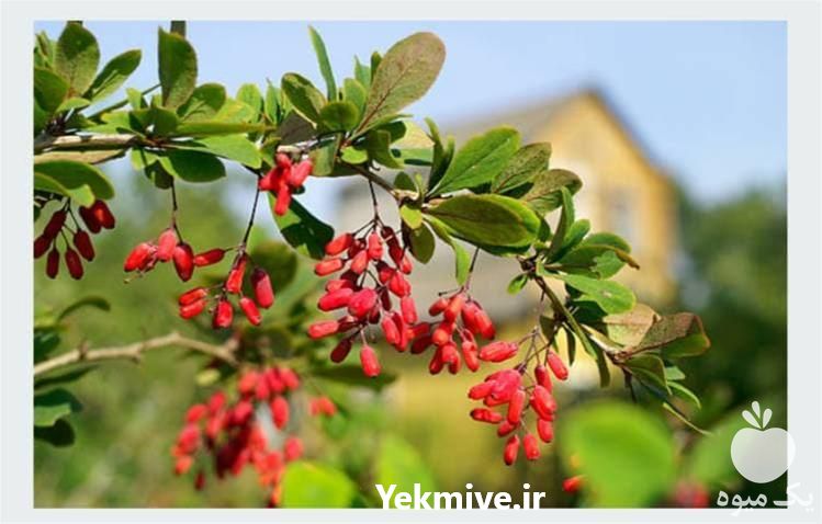 فروش نهال زرشک اضلاح شده در اصفهان در گروه خرید فروش نهال - انواع گردو پسته بادام سلطانی انگور در یکمیوه -عکس1