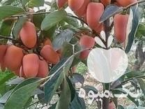 فروش نهال در کرمان  در گروه خرید فروش نهال - انواع گردو پسته بادام سلطانی انگور در یکمیوه -عکس1