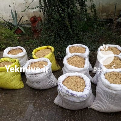 فروش تخم و بذر نارنج بسیار تمیز تنی در ساری در مازندران در گروه خرید فروش بذر - انواع محصول کشاورزی گوجه کتان میوه درخت در یکمیوه -عکس1