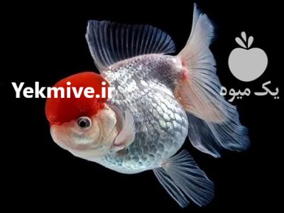 پخش عمده انواع ماهی قرمز شب عید در گیلان در گروه انواع ماهی - سالمون شیر کپور قرمز شوریده سفید گوپی مرکب در یکمیوه -عکس2