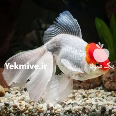 پخش عمده انواع ماهی قرمز شب عید در گیلان در گروه انواع ماهی - سالمون شیر کپور قرمز شوریده سفید گوپی مرکب در یکمیوه -عکس1