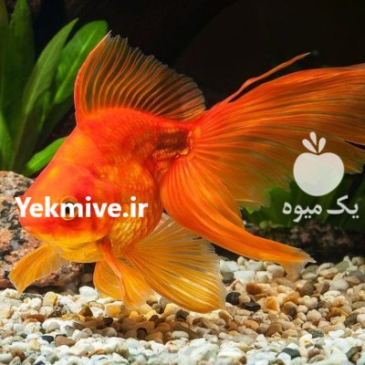 پخش عمده انواع ماهی قرمز شب عید در گیلان در گروه انواع ماهی - سالمون شیر کپور قرمز شوریده سفید گوپی مرکب در یکمیوه -عکس3