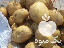 فروش سیب زمینی بذری و خوراک در همدان در گروه خرید فروش عمده سیب زمینی - زودرس دیررس آگریا اسپریت اردبیل همدان در یکمیوه -عکس1