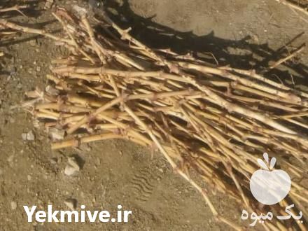 فروش عمده قلمه ارقام انگور خارجی و ایرانی در شاهرود در گروه خرید فروش نهال - انواع گردو پسته بادام سلطانی انگور در یکمیوه -عکس1