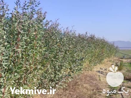 فروش عمده نهال اکالیپتوس در شاهرود در گروه خرید فروش نهال - انواع گردو پسته بادام سلطانی انگور در یکمیوه -عکس1