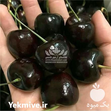 خرید نهال گیلاس مقاوم به سرما در تهران در گروه خرید فروش نهال - انواع گردو پسته بادام سلطانی انگور در یکمیوه -عکس1