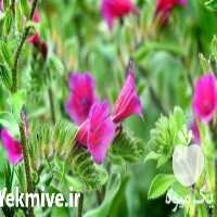 فروش گل گاوزبان ایرانی در تهران در گروه خرید فروش عمده گیاهان دارویی - معطر خشک خواص دار در یکمیوه