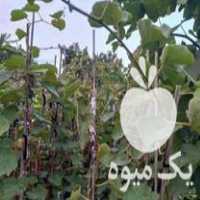 فروش نهال کیوی هایوارد طلایی و خونی دوساله در لیسار در گروه خرید فروش نهال - انواع گردو پسته بادام سلطانی انگور در یکمیوه