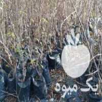 فروش نهالستان انار در ساری در گروه خرید فروش نهال - انواع گردو پسته بادام سلطانی انگور در یکمیوه